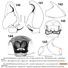 Heliophanus wesolowskae