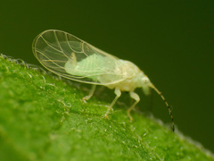 Cacopsylla annulata