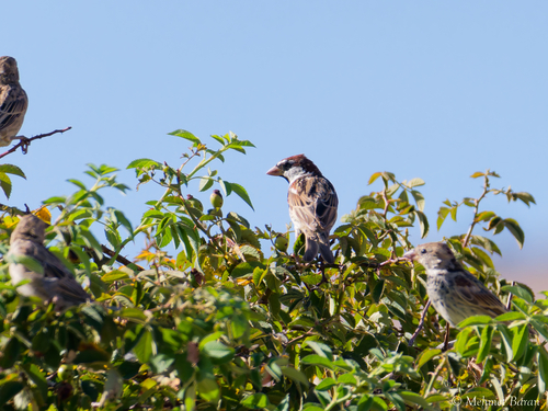 Spanish Sparrow