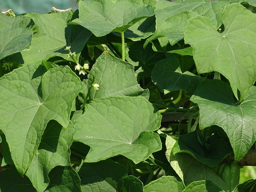 Sechium edule