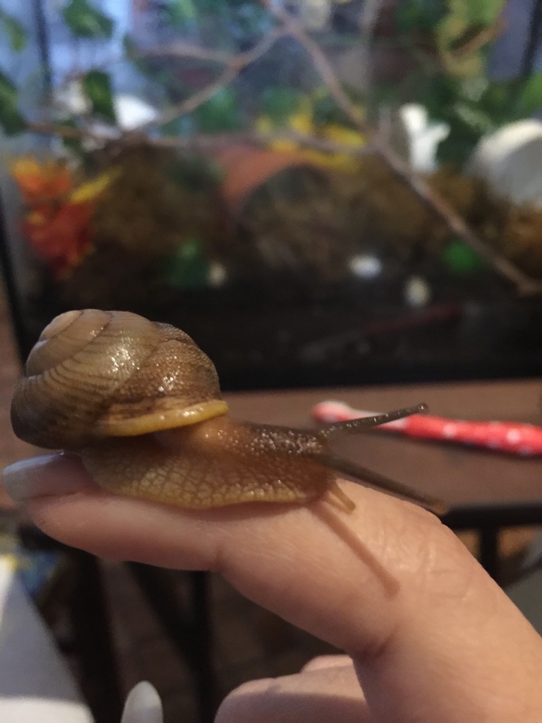 Granodomus lima