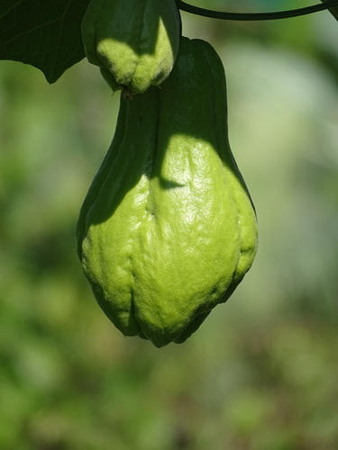Sechium edule