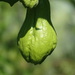 Chayote - Photo no rights reserved, uploaded by 葉子