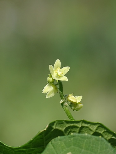 Sechium edule