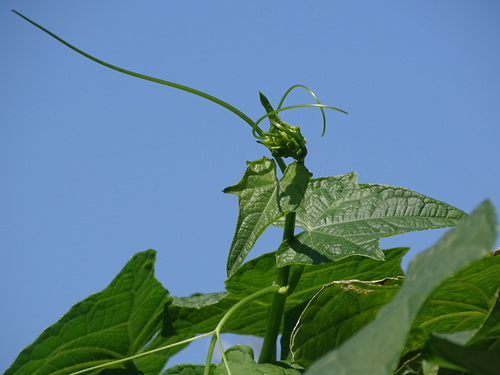 Sechium edule