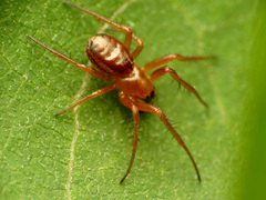 Araneus pratensis