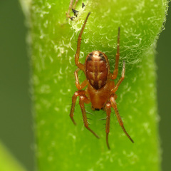 Araneus pratensis