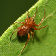 Araneus pratensis