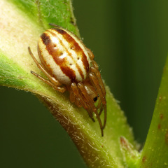 Araneus pratensis