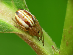 Araneus pratensis