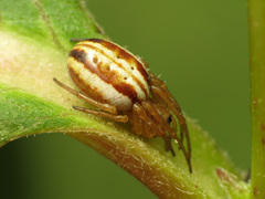 Araneus pratensis