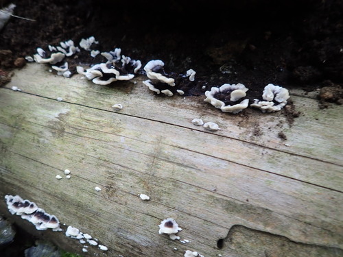 Trametes versicolor