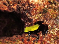 Mantella laevigata