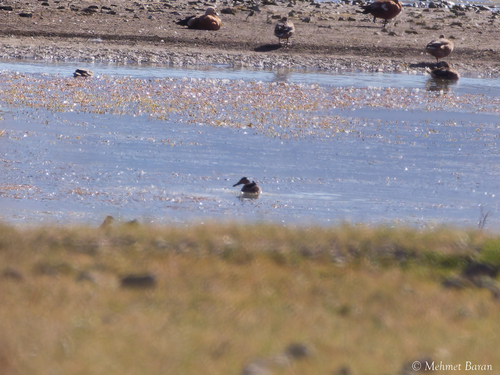 Northern Shoveler