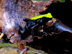 Mantella laevigata