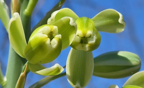 Albuca decipiens