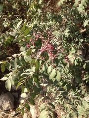 Pistacia terebinthus palaestina