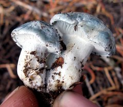 Hygrophorus caeruleus