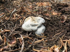 Hygrophorus caeruleus