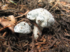 Hygrophorus caeruleus