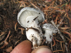 Hygrophorus caeruleus