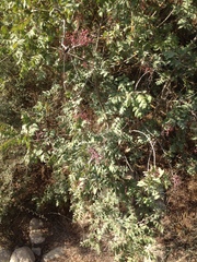 Pistacia terebinthus palaestina