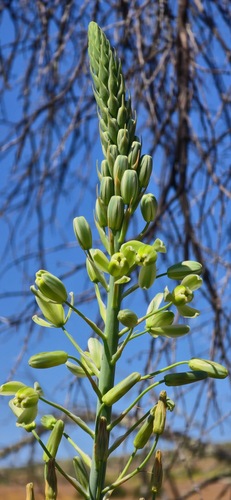 Albuca decipiens