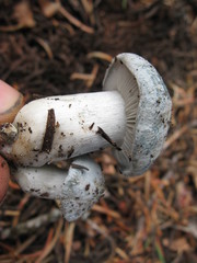 Hygrophorus caeruleus