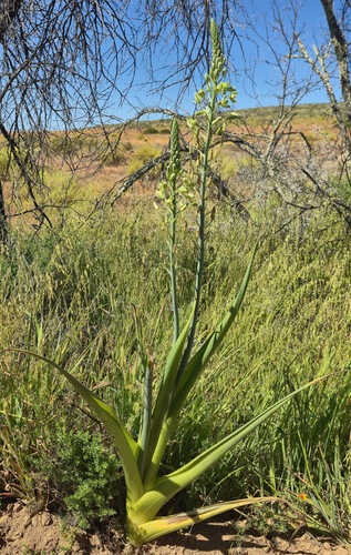 Albuca decipiens