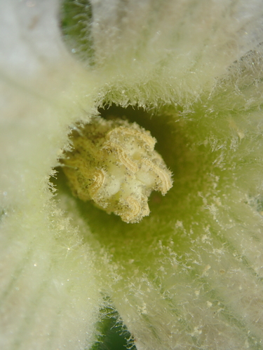 Sechium edule