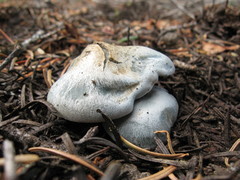 Hygrophorus caeruleus