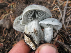 Hygrophorus caeruleus