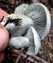 Hygrophorus caeruleus