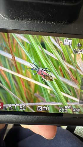 Red Flower Assassin