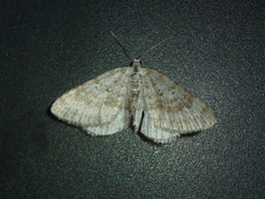 Colostygia sericeata