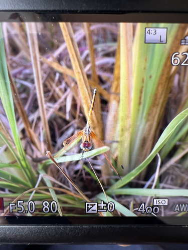 Red-veined Dropwing