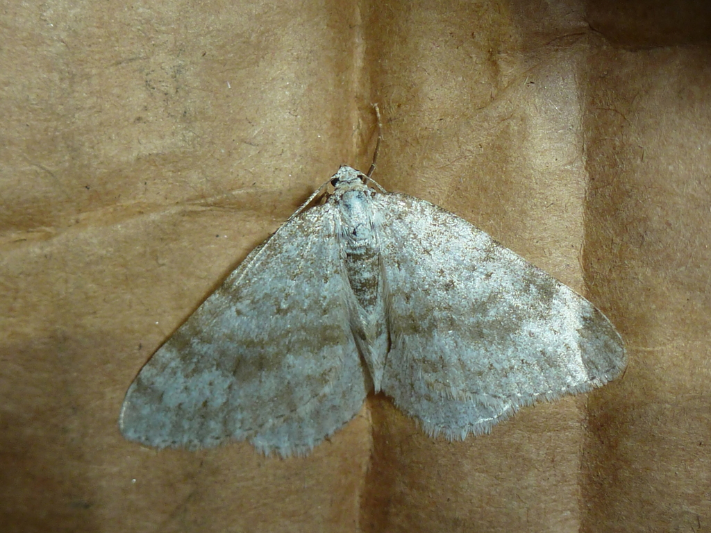 Colostygia sericeata