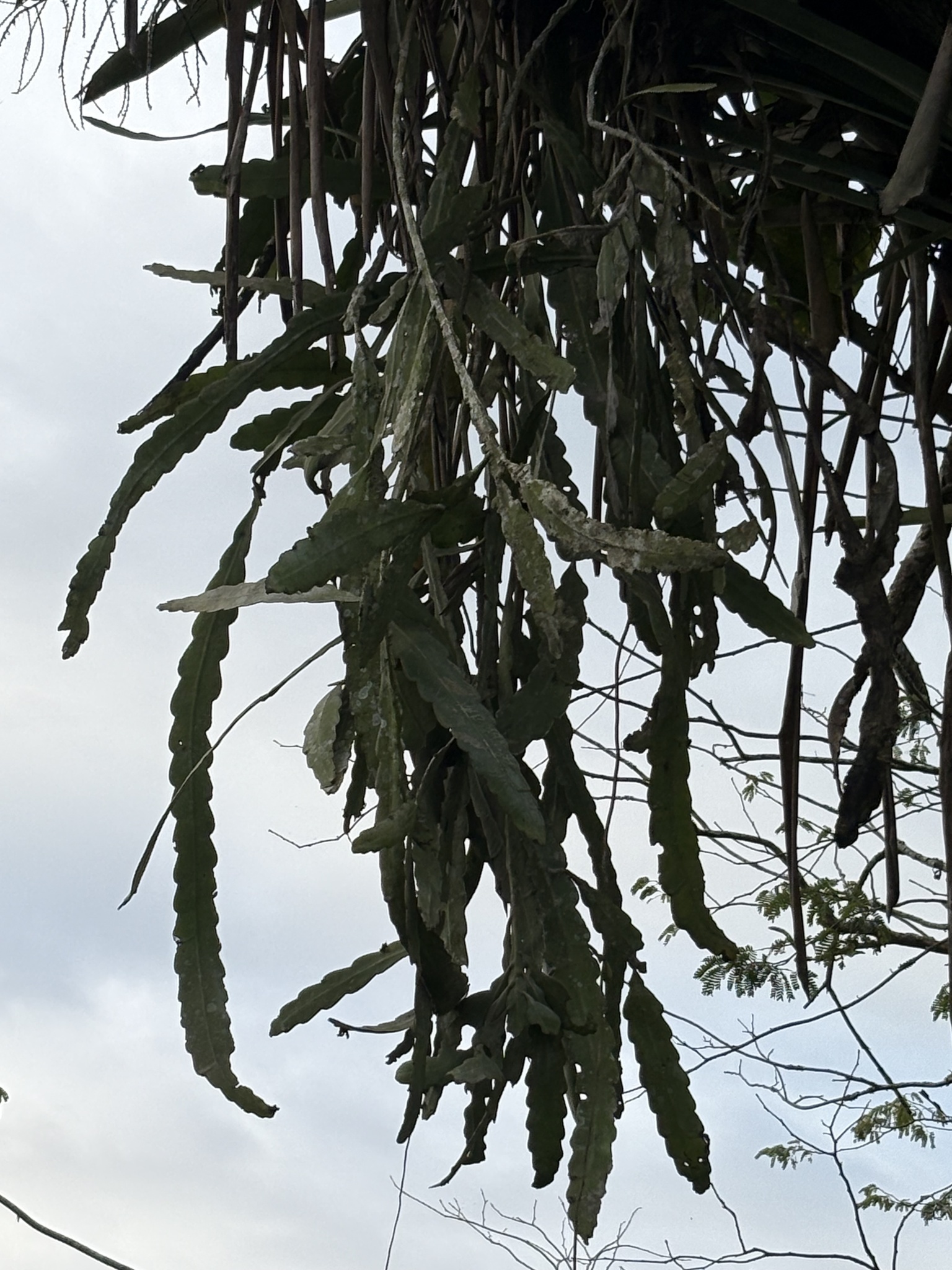 Epiphyllum phyllanthus