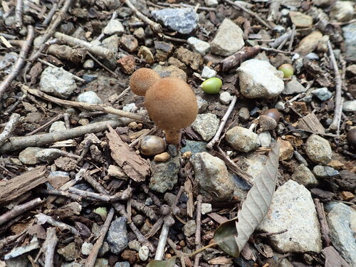 Lacrymaria lacrymabunda