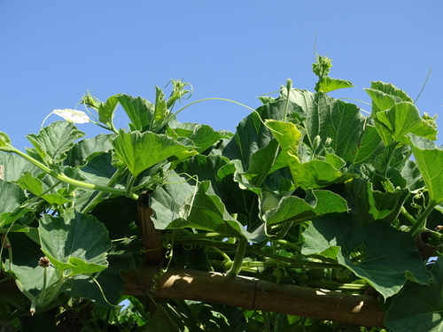 Lagenaria siceraria