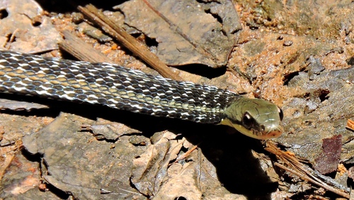 Eastern Madagascar Water Snake