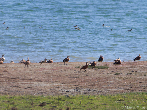 Ruddy Shelduck