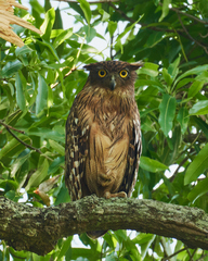 Ketupa zeylonensis