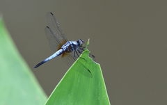 Aethriamanta gracilis