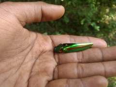 Chrysochroa rajah