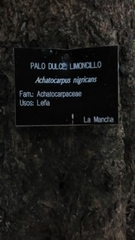 Achatocarpus nigricans