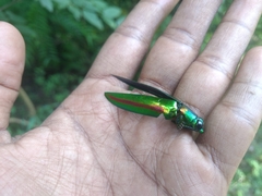 Chrysochroa rajah