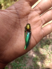 Chrysochroa rajah