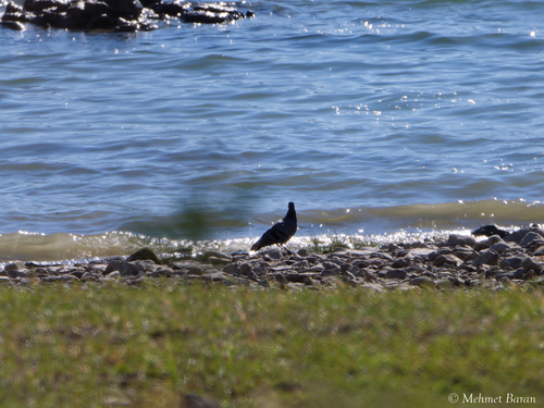 Feral Pigeon