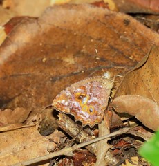 Amphidecta calliomma